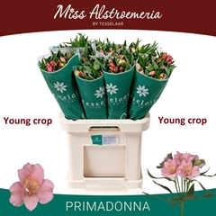 Alstroemeria Primadonna 70cm 40gr.