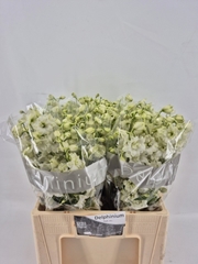 Delphinium Double Centurion White 60cm