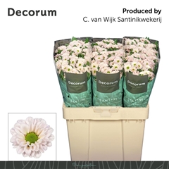 Chrysanth Santini Fabiani Pearl 55cm 44gr.