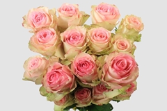 Rosa Esperance 70cm