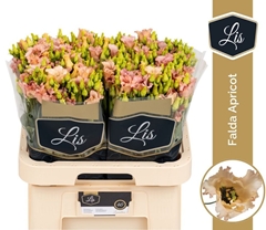 Eustoma Single Falda Apricot 70cm