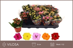 Kalanchoe Double Mix 8Ø 15cm