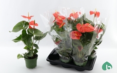 Anthurium Nebraska 17Ø 60cm
