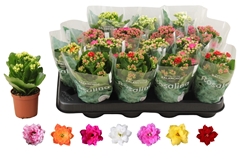 Kalanchoe Double Rosaline Mix 7Ø 15cm
