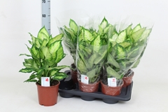 Dieffenbachia Camilla 17Ø 55cm