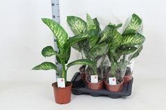 Dieffenbachia Tropic Snow 17Ø 70cm