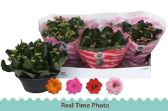 Kalanchoe Double Mix 23Ø 27cm