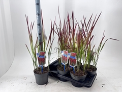 Imperata Cylindrica Red Baron 17Ø 60cm