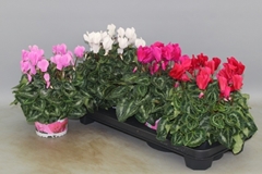 Cyclamen Super Serie Xl 13Ø 30cm