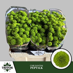 Chrysanth Santini Peptalk 55cm 38gr.
