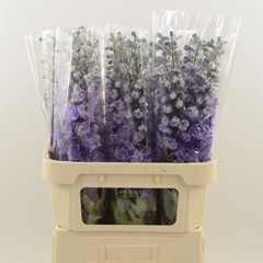 Delphinium Double Dev Purple Heart 80cm