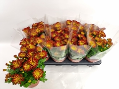 Chrysanth Rainbow Circus 14Ø 33cm