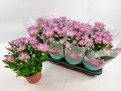 Chrysanth Rainbow Rosy 14Ø 27cm