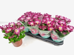 Chrysanth Sensa 14Ø 27cm