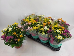 Chrysanth Rossi Mix 14Ø 27cm
