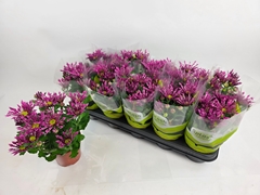 Chrysanth Splash Intense Pink 12Ø 27cm