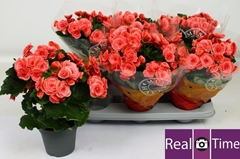 Begonia Double Borias 14Ø 35cm