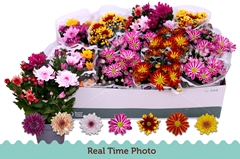 Chrysanth Mix 5 Colours 12Ø 25cm