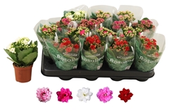 Kalanchoe Double Rosaline Mix 7Ø 15cm