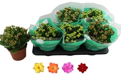 Kalanchoe Double Rosaline Mix 15Ø 25cm