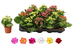 Kalanchoe Double Rosaline Mix 7Ø 15cm