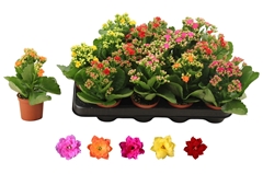Kalanchoe Double Rosaline Mix 7Ø 17cm