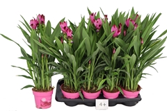 Curcuma Siam Splash 14Ø 70cm