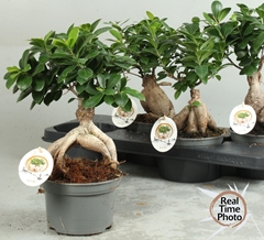 Ficus Microcarpa Ginseng 15Ø 40cm