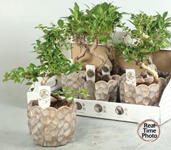 Bonsai Mix 15Ø 35cm