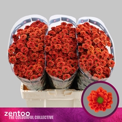 Chrysanth Santini Melissa 55cm 40gr.