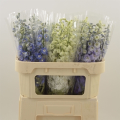 Delphinium Double Mix 70cm