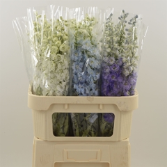 Delphinium Double Mix 80cm