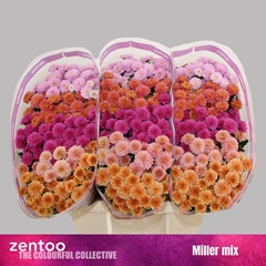 Chrysanth Santini Mix 55cm 44gr.