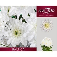 Chrysanth Spray Baltica 70cm 85gr.