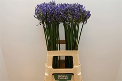 Agapanthus Blue Heaven 70cm