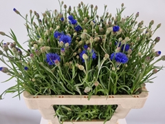 Centaurea Cyanus 55cm