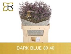 Limonium Safora Dark Blue 80cm 40gr.