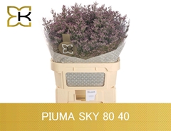 Limonium Safora Pink Sky 80cm 40gr.
