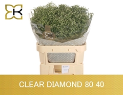 Limonium Sinense Clear Diamond 80cm 40gr.