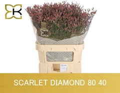 Limonium Sinense Scarlet Diamond 80cm 40gr.