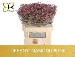Limonium Sinense Tiffany Diamond 80cm 35gr.