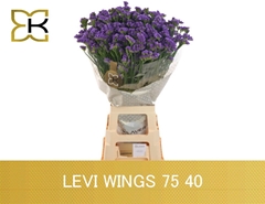 Limonium Sinuatum Levis Wings 75cm 40gr.