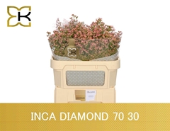 Limonium Inca Diamond 70cm 30gr.