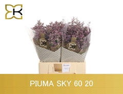 Limonium Safora Pink Sky 60cm 20gr.