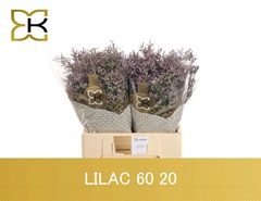 Limonium Safora Lilac 60cm 20gr.