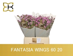 Limonium Sinuatum Fantasia Wings 60cm 20gr.