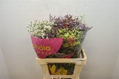 Limonium Sinense Diamond Mix 60cm 25gr.