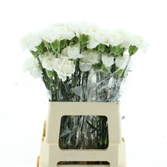Dianthus Single Polar Route 60cm