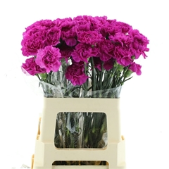 Dianthus Single Farida 60cm