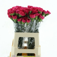 Dianthus Single Bizet 60cm